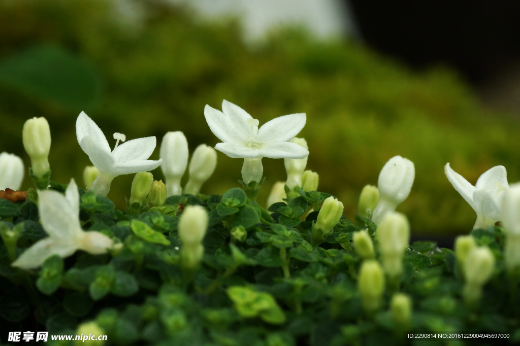 鲜花