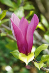 鲜花
