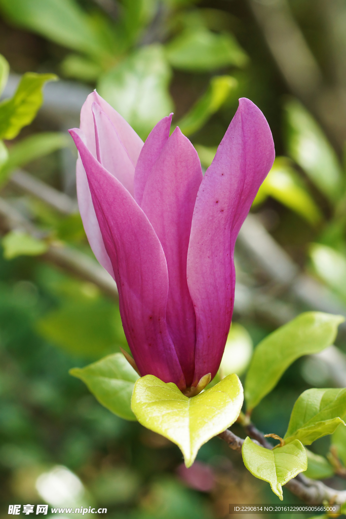 鲜花