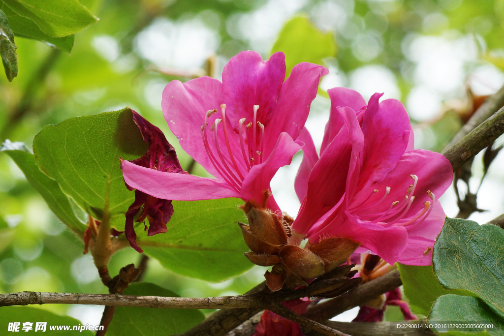 鲜花