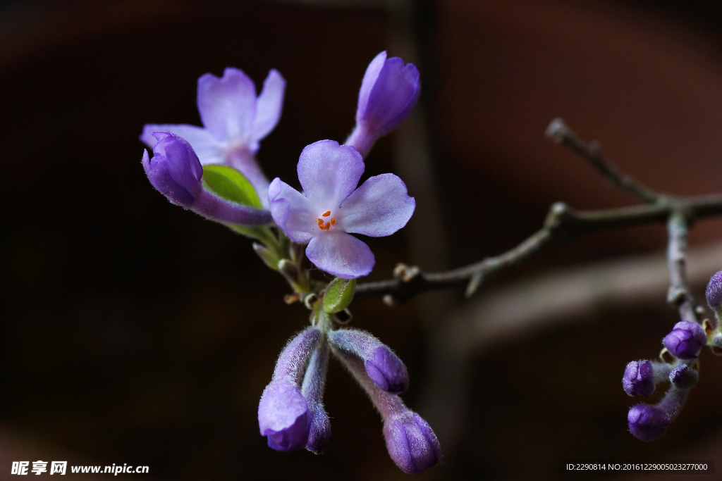 鲜花