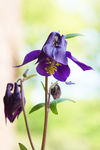 鲜花