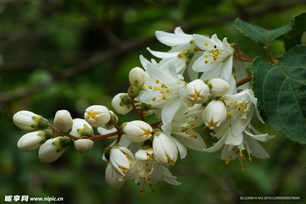 鲜花