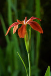 鲜花