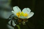 鲜花