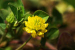 鲜花