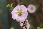 鲜花