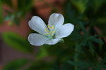 鲜花