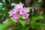 鲜花