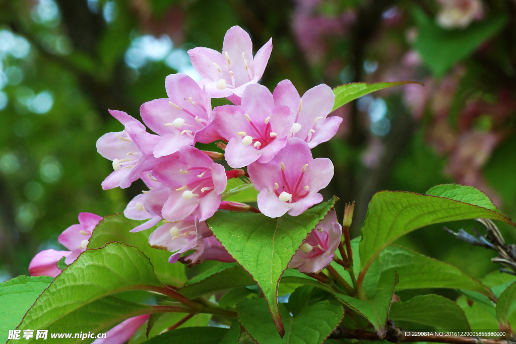 鲜花