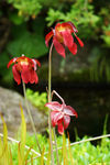 鲜花