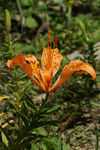 鲜花