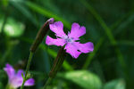 鲜花