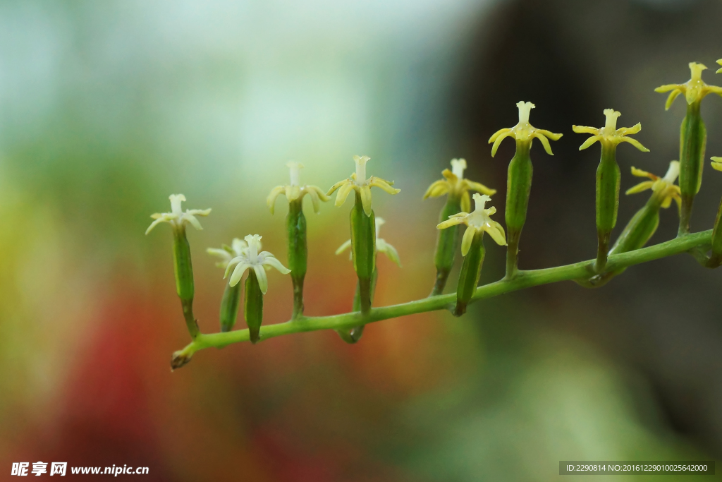 鲜花