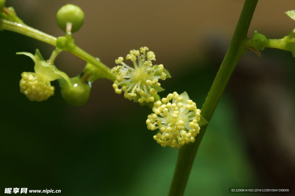 鲜花