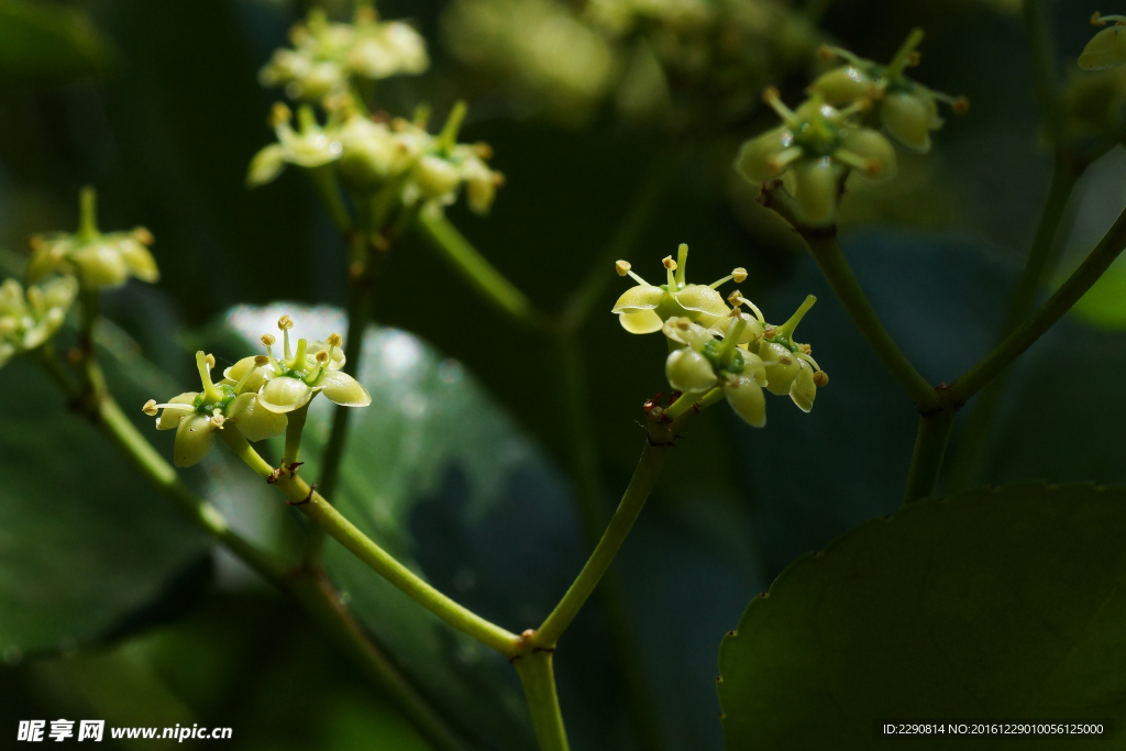 鲜花