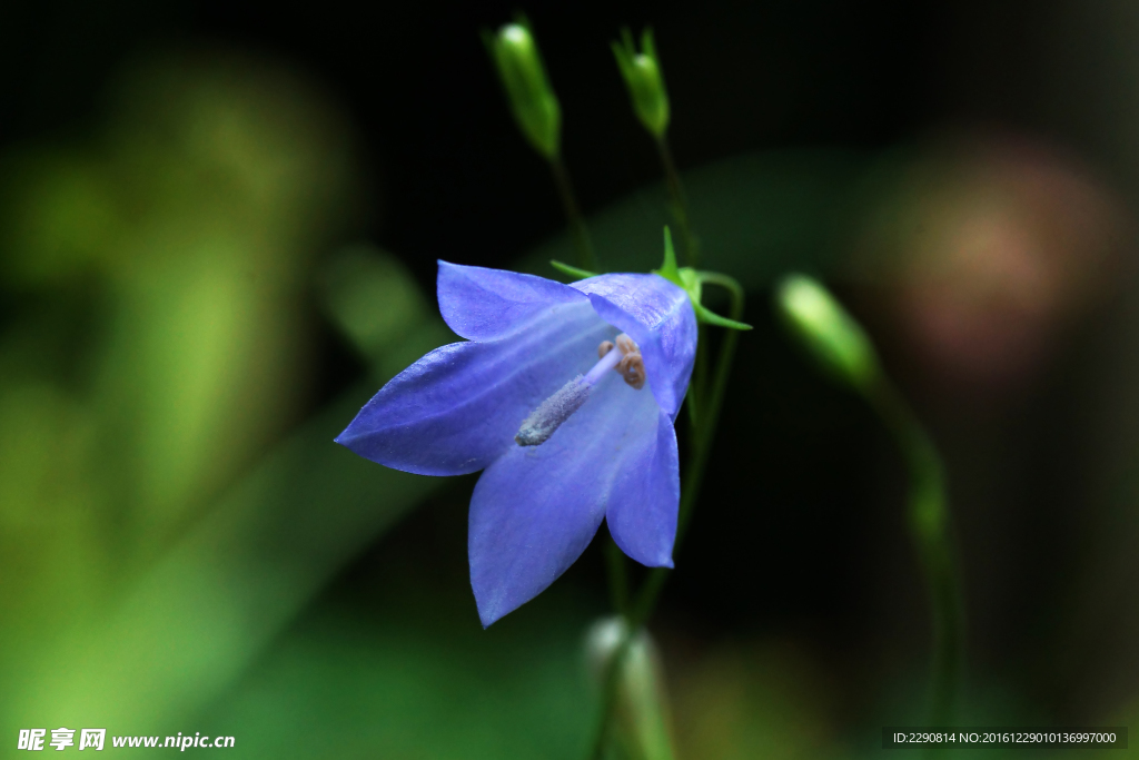 鲜花