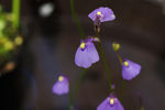 鲜花