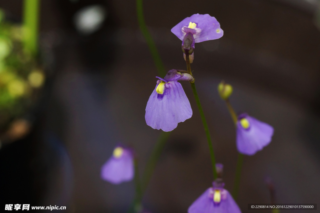 鲜花