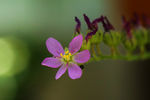 鲜花