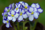 鲜花
