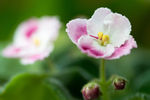 鲜花