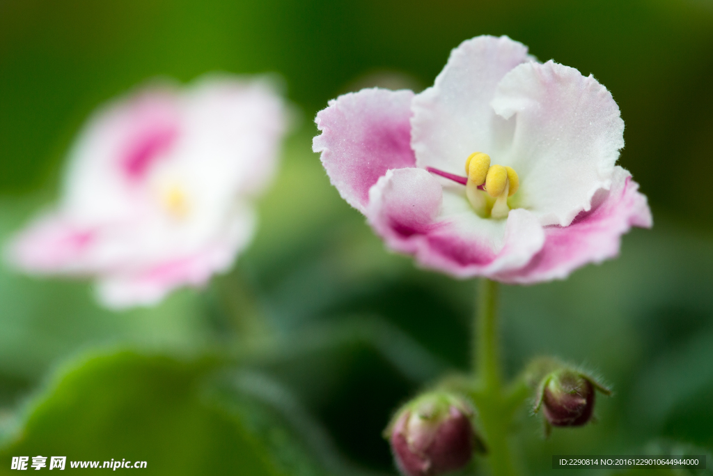 鲜花