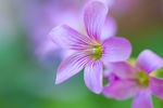 鲜花