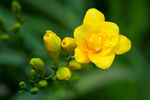 鲜花