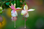 鲜花