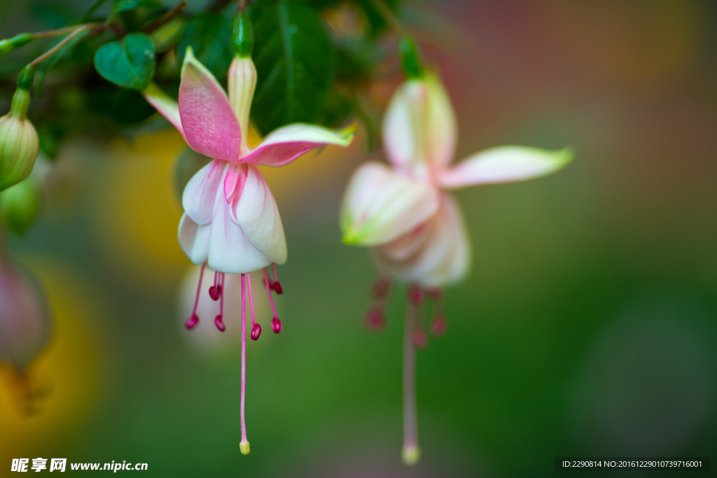 鲜花