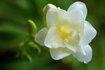 鲜花