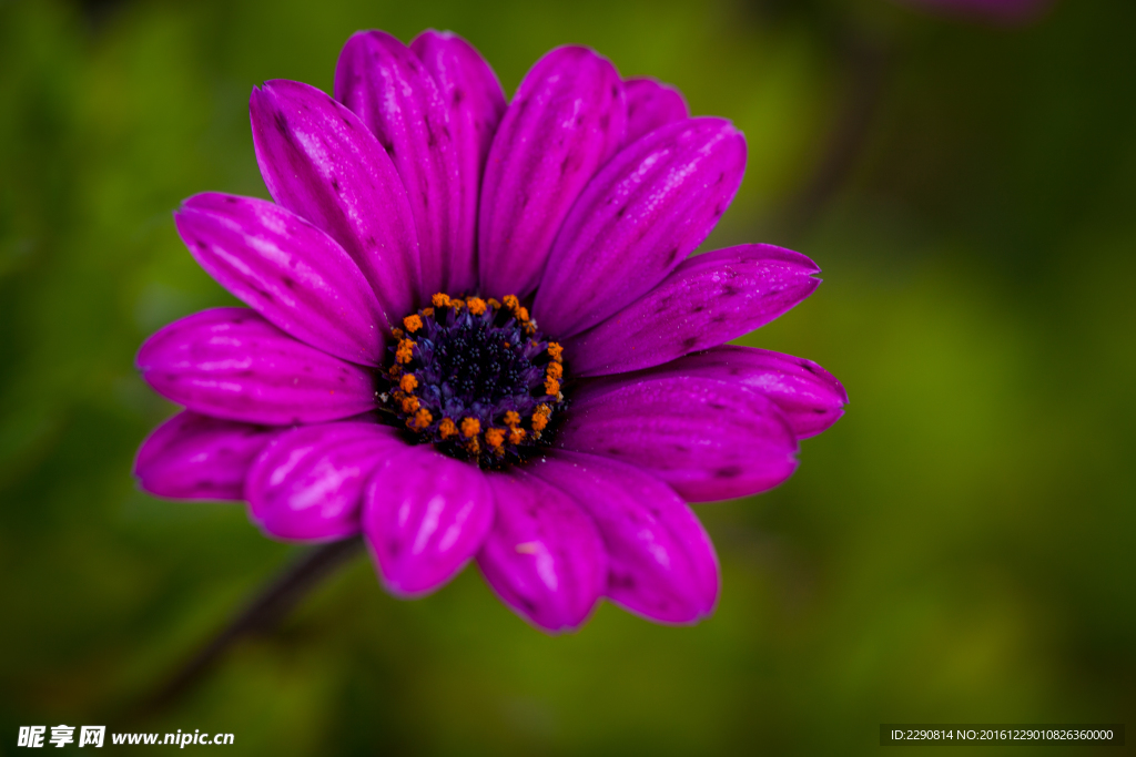 鲜花