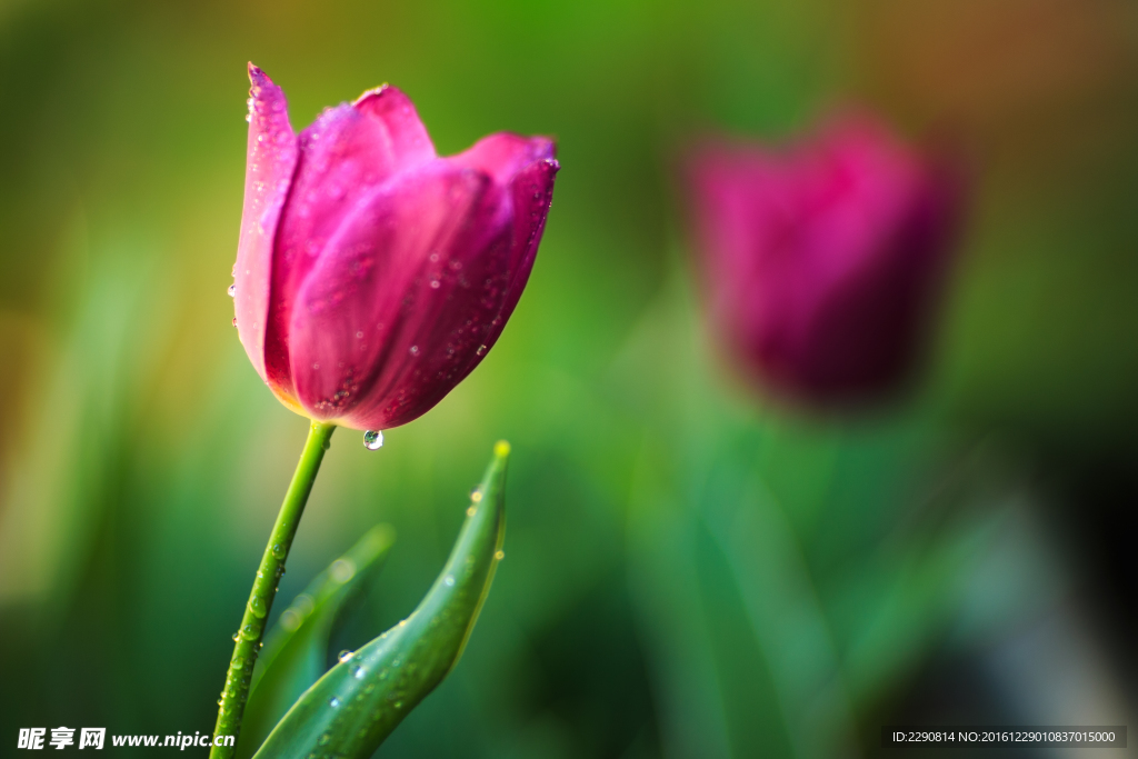 鲜花