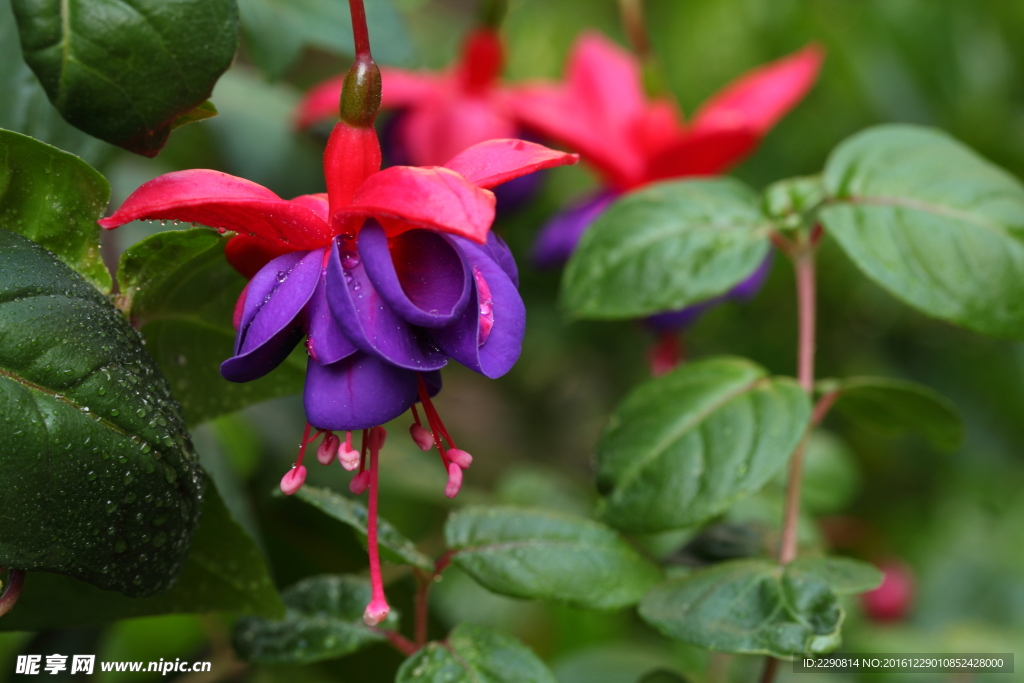 鲜花
