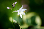 鲜花