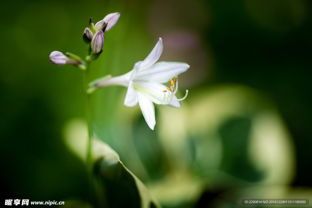 鲜花