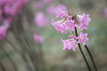 鲜花