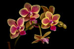 鲜花