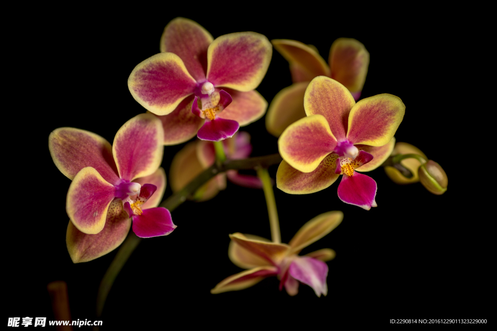 鲜花