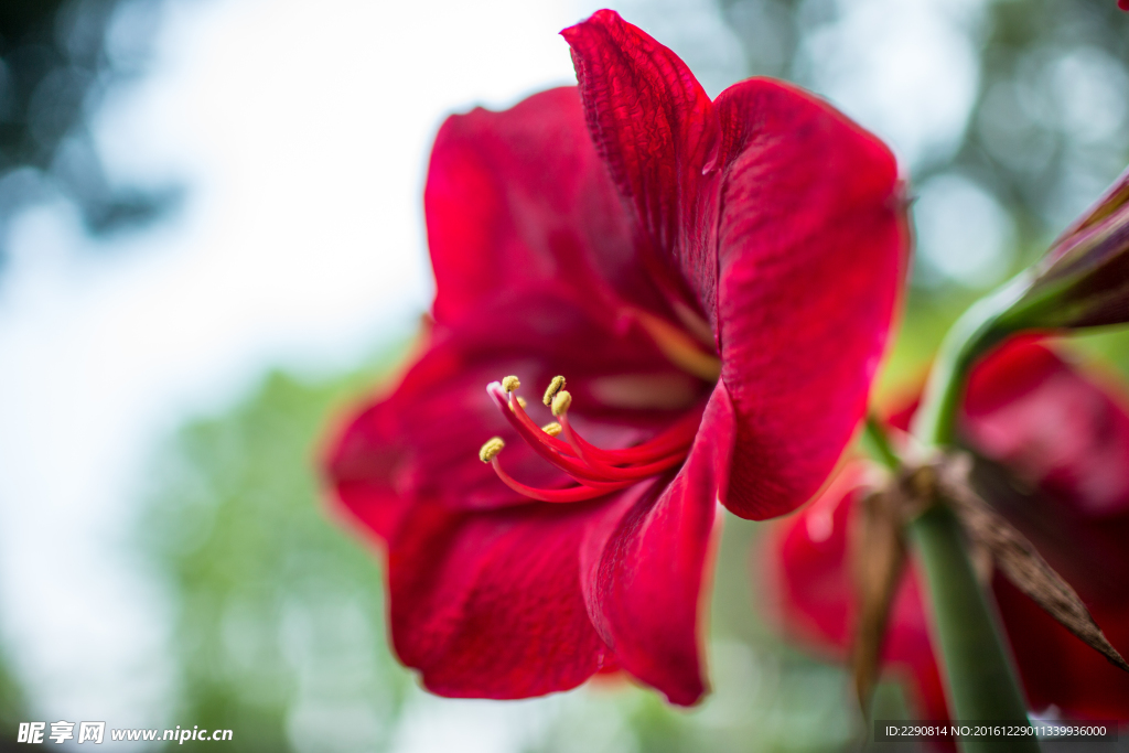 鲜花