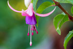 鲜花