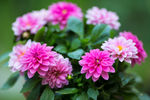 鲜花