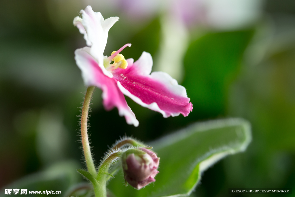 鲜花