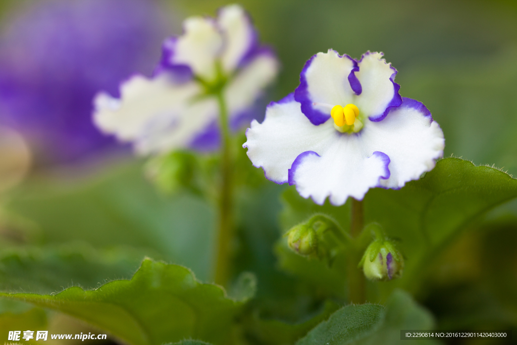 鲜花