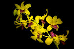 鲜花