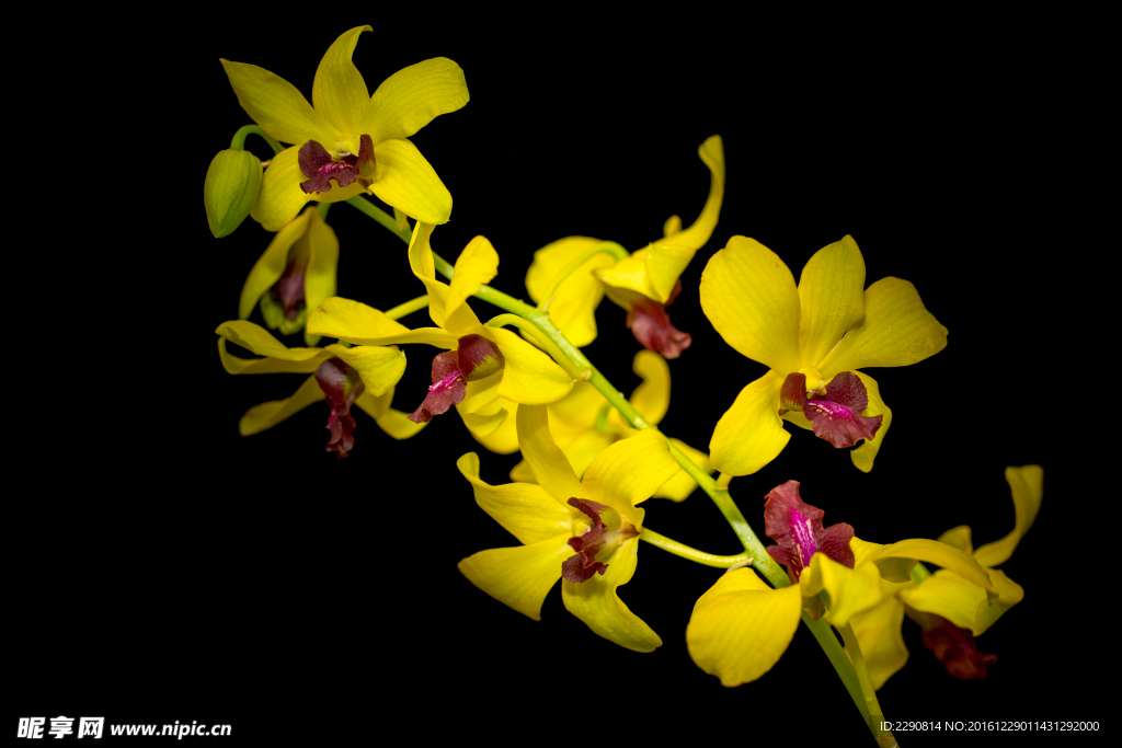 鲜花