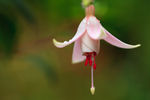 鲜花