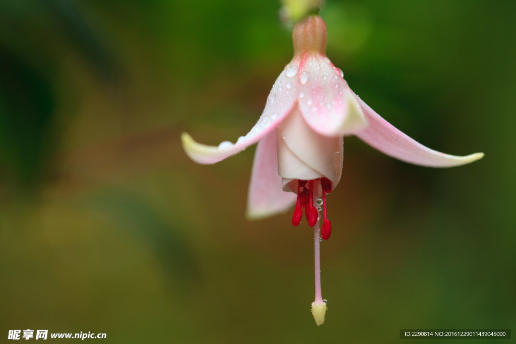 鲜花