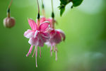 鲜花